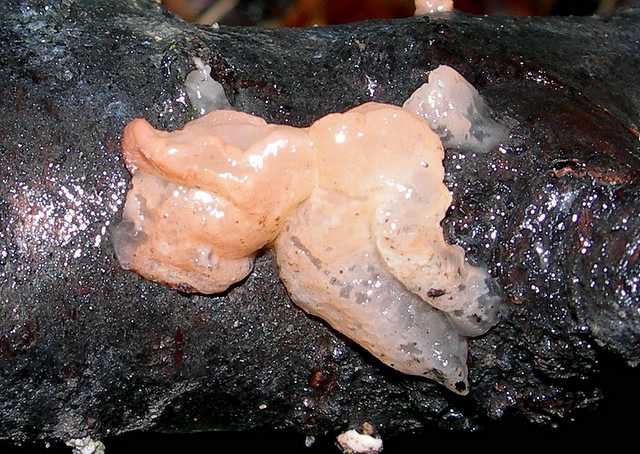 La valle dei funghi sconosciuti
